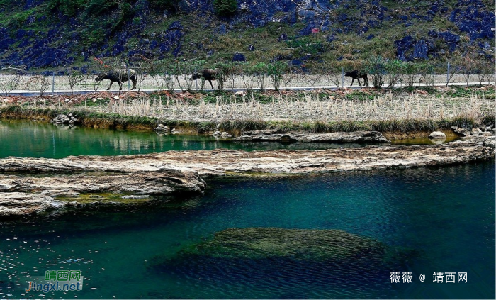 靖西三大景：龙潭，旧州，鹅泉 - 靖西网