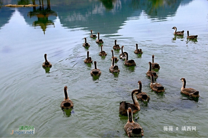 靖西三大景：龙潭，旧州，鹅泉 - 靖西网