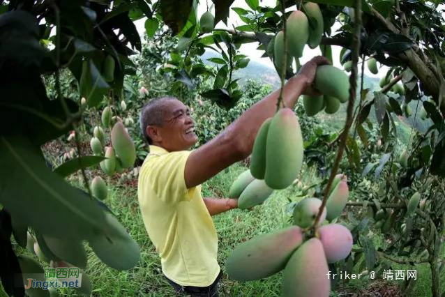 在百色，卖芒果年收入10万以上的农户就有1.1万户 - 靖西网