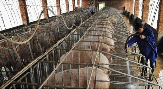 那坡县引进一投资6.4亿元项目 将建30万头生猪养殖示范基地 - 靖西网