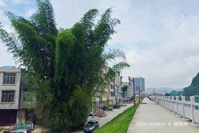 凉风扫夏暑，树叶传秋声。 - 靖西网