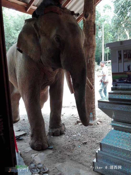 泰国一象主人遇难 大象挣脱缰绳在灵柩前流泪跪拜 - 靖西网