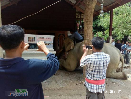 泰国一象主人遇难 大象挣脱缰绳在灵柩前流泪跪拜 - 靖西网