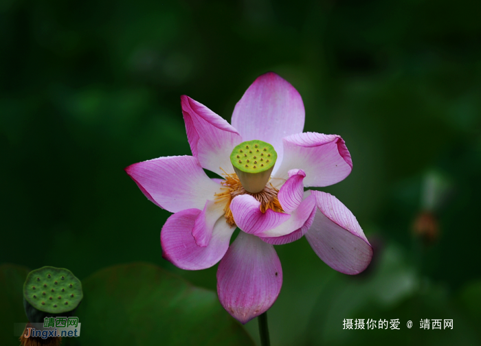 卡片机试拍荷花 - 靖西网