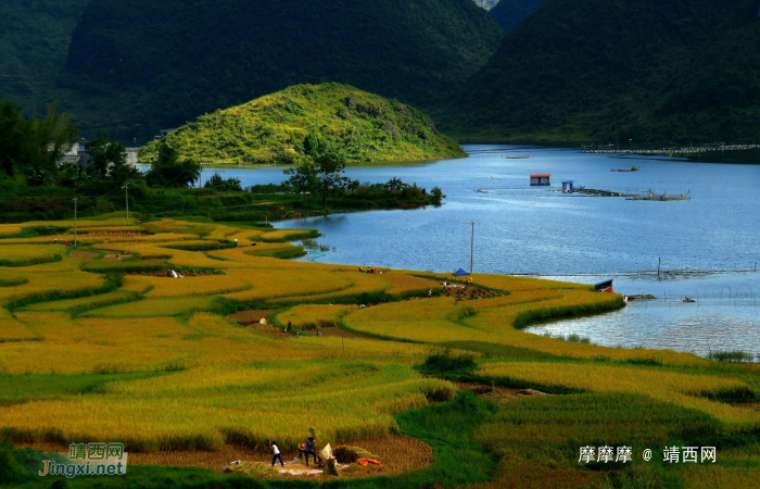 稻香飘过朋怀湖，靖西湖景田园诱人风光 - 靖西网