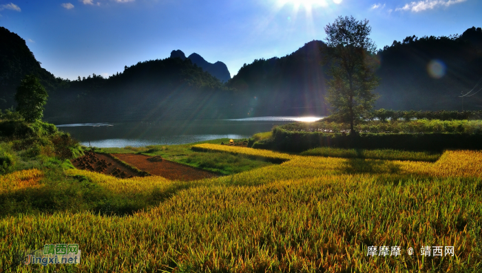 稻香飘过朋怀湖，靖西湖景田园诱人风光 - 靖西网