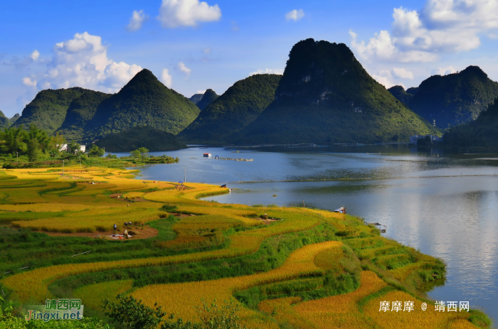 稻香飘过朋怀湖，靖西湖景田园诱人风光 - 靖西网