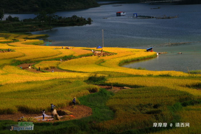 稻香飘过朋怀湖，靖西湖景田园诱人风光 - 靖西网