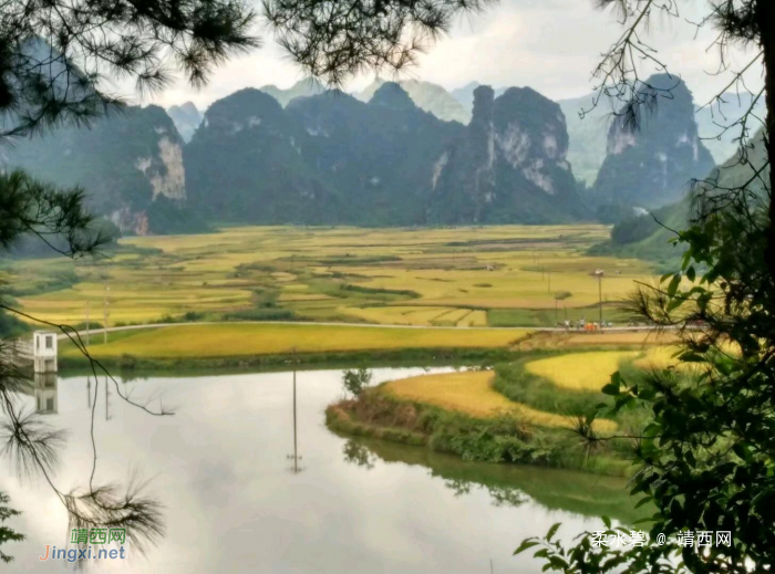 在去景点的路上，一路的风景，一路的稻香味 - 靖西网