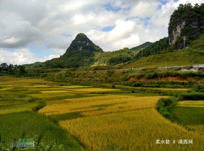 在去景点的路上，一路的风景，一路的稻香味 - 靖西网