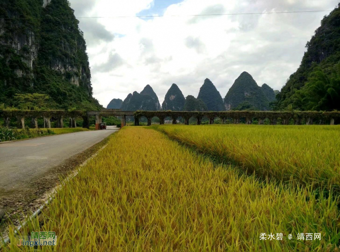 在去景点的路上，一路的风景，一路的稻香味 - 靖西网