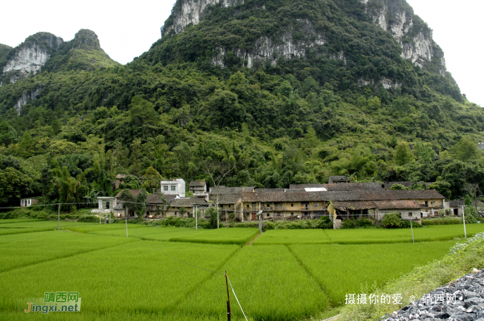 广西靖西市新靖镇金龙村 - 靖西网