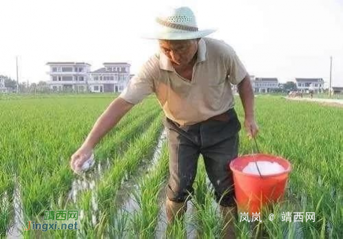 在靖西，种一亩水稻到底能赚多少钱……看完默默收拾行李 - 靖西网