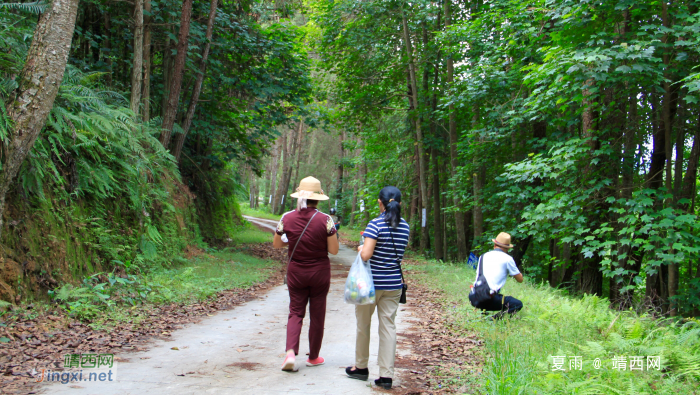 重游五岭林场，呼吸新鲜空气：登高看青山万重，入林听松涛澎湃。 - 靖西网