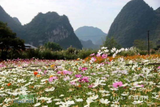 鲜花为何这般多姿多彩？靖西等游客来赏花！ - 靖西网