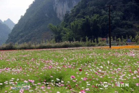 鲜花为何这般多姿多彩？靖西等游客来赏花！ - 靖西网