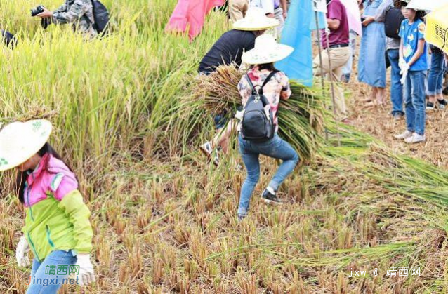 靖西巴泽梯田割稻谷比赛拉开帷幕火了一群人 - 靖西网