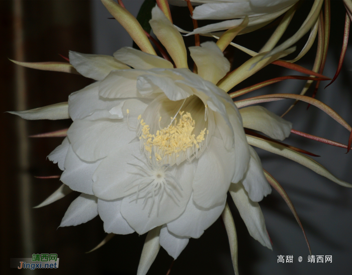 昙花展容如洁玉，夜半留香最冰清。 - 靖西网