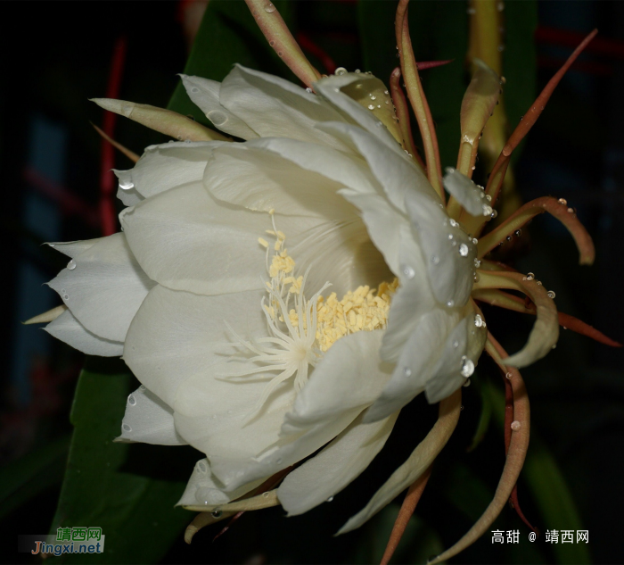 昙花展容如洁玉，夜半留香最冰清。 - 靖西网