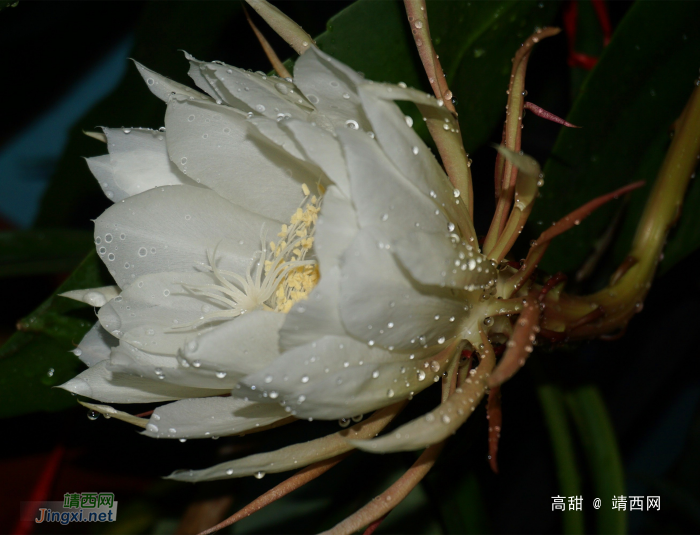 昙花展容如洁玉，夜半留香最冰清。 - 靖西网