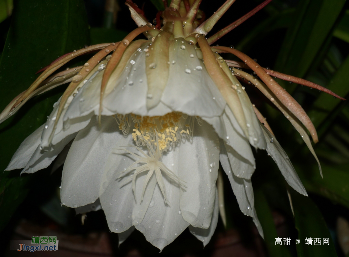 昙花展容如洁玉，夜半留香最冰清。 - 靖西网