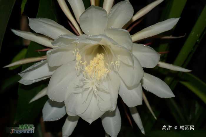 昙花展容如洁玉，夜半留香最冰清。 - 靖西网