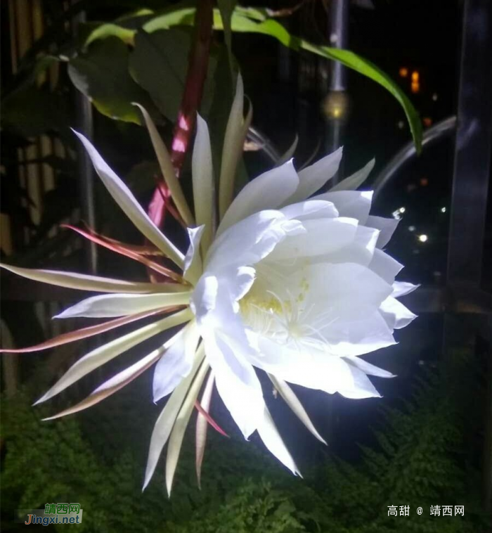 昙花展容如洁玉，夜半留香最冰清。 - 靖西网