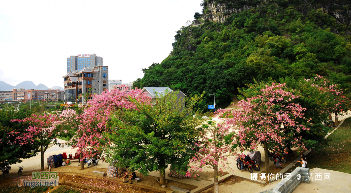 立冬暖如春，木棉花盛开。斜阳照浣女，花影映池台。 - 靖西网 - 第2页