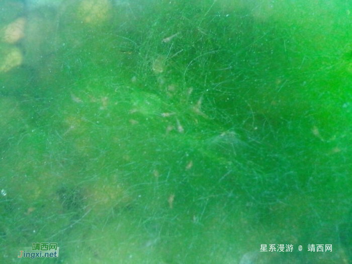 靖西的海菜花美吗？很美！但是我们还可以看多少年？ - 靖西网