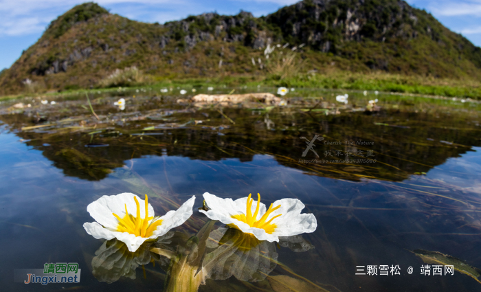 靖西的海菜花美吗？很美！但是我们还可以看多少年？ - 靖西网