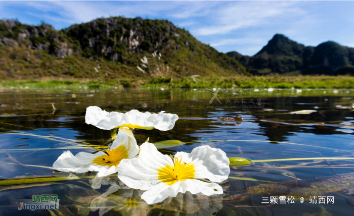 靖西的海菜花美吗？很美！但是我们还可以看多少年？ - 靖西网