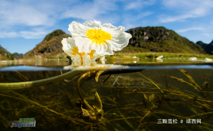 靖西的海菜花美吗？很美！但是我们还可以看多少年？ - 靖西网