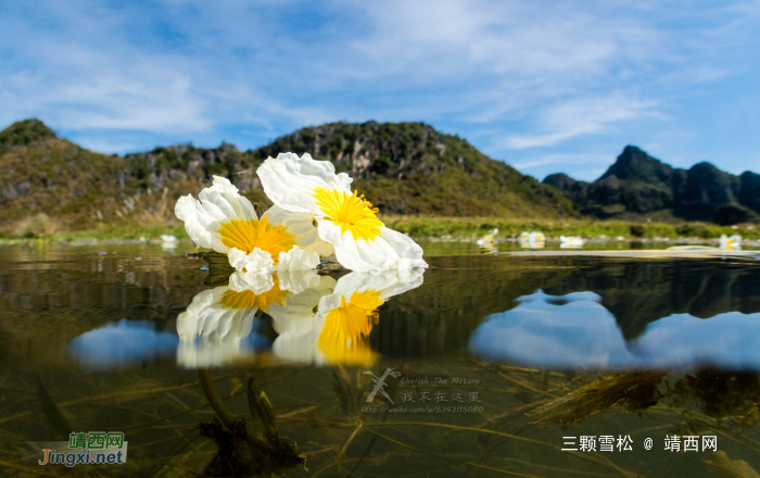 靖西的海菜花美吗？很美！但是我们还可以看多少年？ - 靖西网