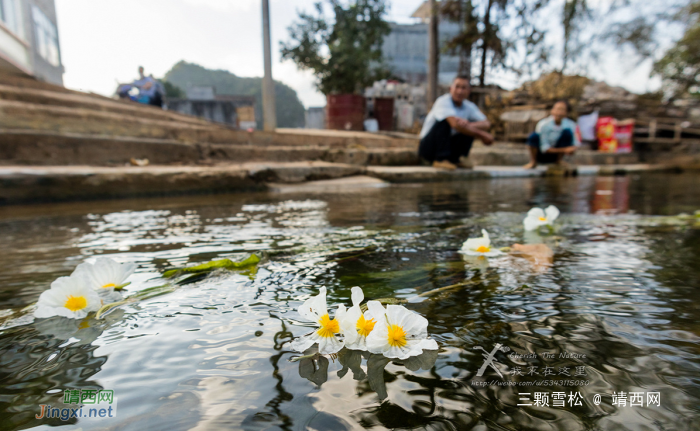 靖西的海菜花美吗？很美！但是我们还可以看多少年？ - 靖西网