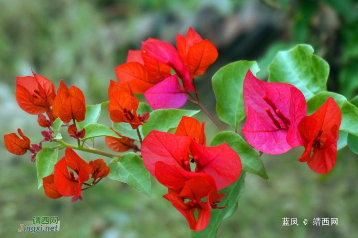 冬卉红于二月花 - 靖西网