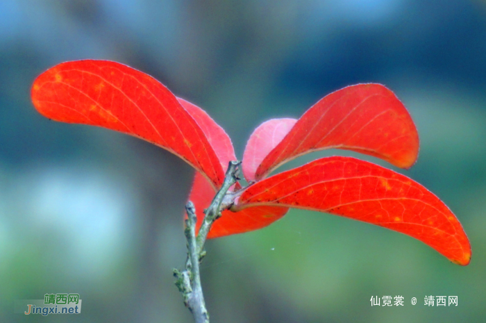 冬卉红于二月花 - 靖西网