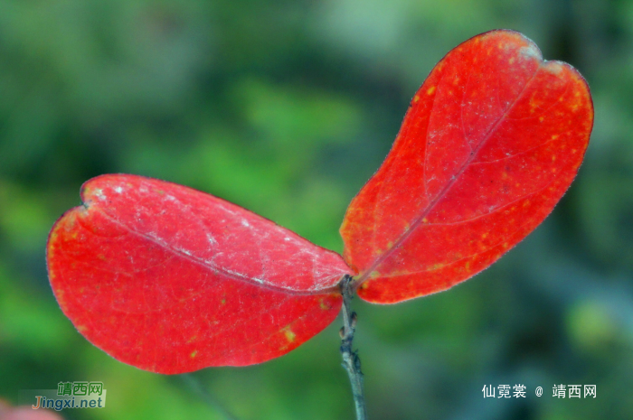 冬卉红于二月花 - 靖西网 - 第2页