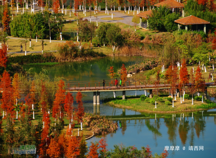 新鲜出炉，靖西市龙潭湿地公园冬景。 - 靖西网