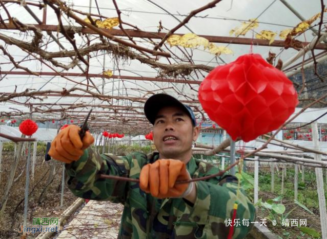 靖西市化峒镇葡萄园里管护忙 - 靖西网