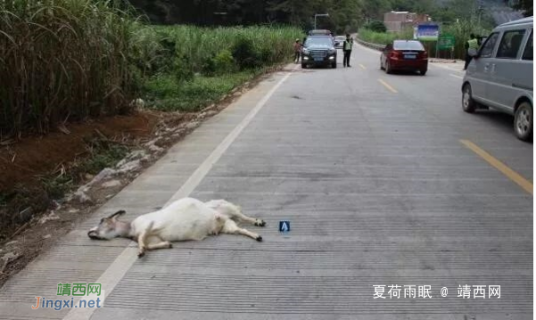 田东一男子主动投案自首，驾车撞死羊后逃逸被拘15天！ - 靖西网