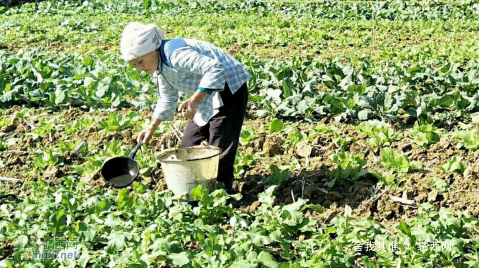 靖西浇水种菜的老妇人 - 靖西网