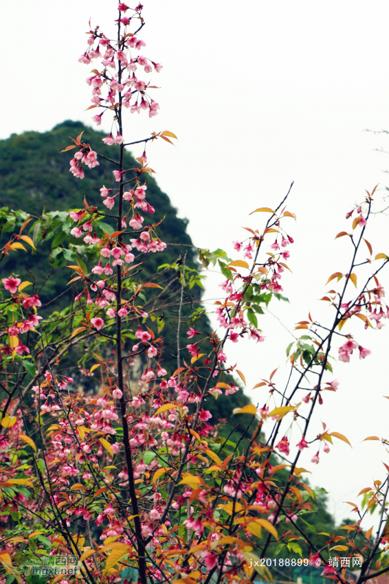 湿地公园冬樱花开 - 靖西网