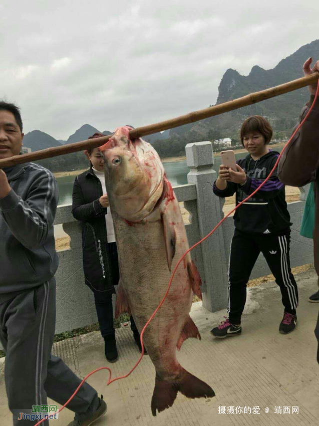 靖西龙潭大鱼，有年猪一样大，比人还重，龙潭水怪？