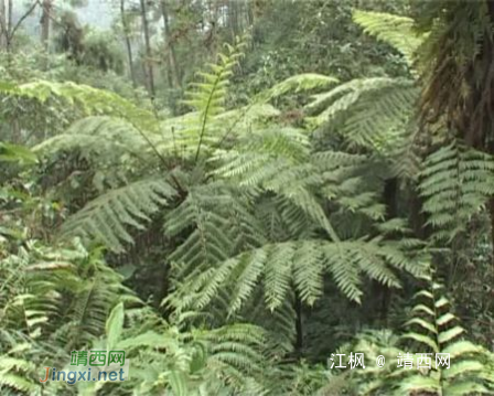 靖西市五岭森林公园，有“活化石”之称的桫椤群！ - 靖西网