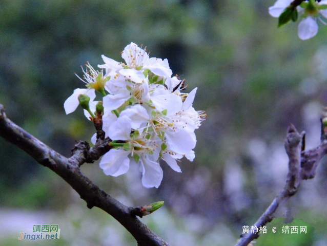 李花开了。 - 靖西网