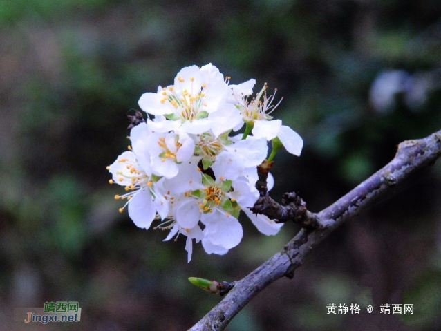 李花开了。 - 靖西网 - 第2页