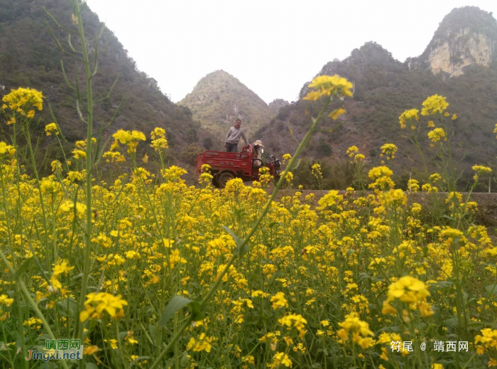 美丽的油菜花（摄于德保县境内） - 靖西网