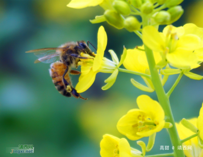 美丽的油菜花（摄于德保县境内） - 靖西网