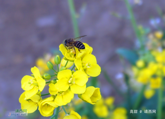 美丽的油菜花（摄于德保县境内） - 靖西网