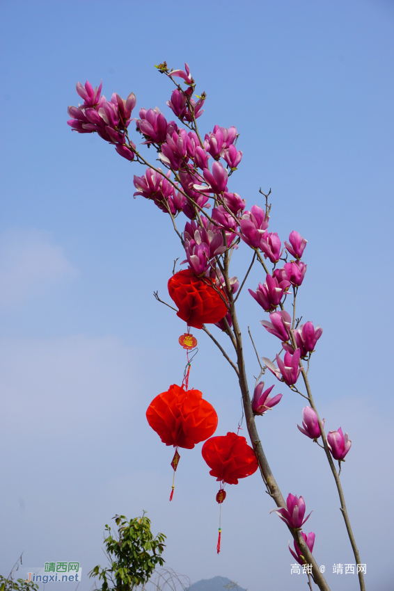 鲜花绽放迎新春 - 靖西网